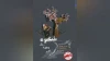 نمایش عروسکی« شِکوه گنجشک به خدا » در ساری به روی صحنه می رود 2