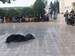 گزارش تصویری نمایش خیابانی سایتوتک